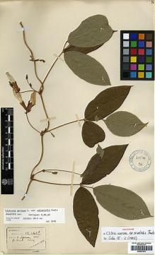 Type specimen at Edinburgh (E). Henry, Caroline: 12242. Barcode: E00381933.