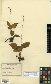 Type specimen at Edinburgh (E). Zenker, Georg: 1380. Barcode: E00381944.