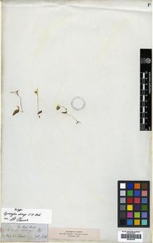 Type specimen at Edinburgh (E). Hooker, Joseph: . Barcode: E00381945.