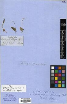 Type specimen at Edinburgh (E). Hooker, Joseph: . Barcode: E00381946.