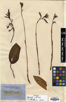 Type specimen at Edinburgh (E). Brown, Robert: . Barcode: E00381947.