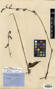 Type specimen at Edinburgh (E). Brown, Robert: . Barcode: E00381949.