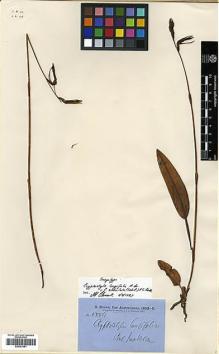 Type specimen at Edinburgh (E). Brown, Robert: 5556. Barcode: E00381951.
