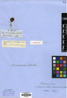 Type specimen at Edinburgh (E). Hooker, Joseph: . Barcode: E00381953.