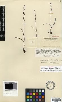 Type specimen at Edinburgh (E). Forrest, George: 906. Barcode: E00381984.