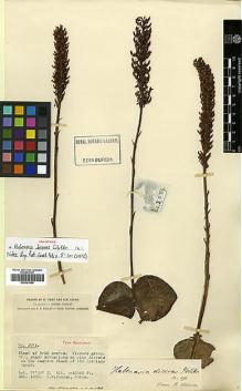 Type specimen at Edinburgh (E). Forrest, George: 3074. Barcode: E00381986.
