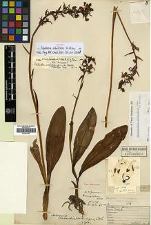 Type specimen at Edinburgh (E). Kingdon-Ward, Francis: 784. Barcode: E00381993.
