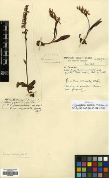 Type specimen at Edinburgh (E). Forrest, George: 7375. Barcode: E00382000.