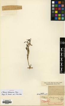 Type specimen at Edinburgh (E). Kotschy, Carl (Karl): 416. Barcode: E00382235.