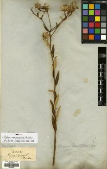 Type specimen at Edinburgh (E). Gardner, George: 4245. Barcode: E00382887.