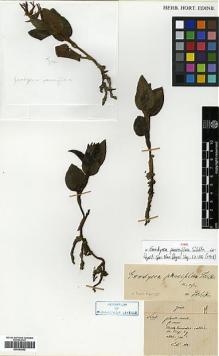 Type specimen at Edinburgh (E). Maire, Edouard-Ernest: 19. Barcode: E00383562.