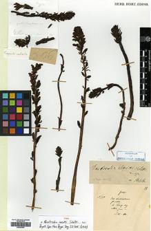 Type specimen at Edinburgh (E). Maire, Edouard-Ernest: 13. Barcode: E00383563.
