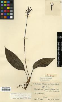 Type specimen at Edinburgh (E). Schlechter, Friedrich: 19546. Barcode: E00383568.
