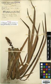Type specimen at Edinburgh (E). Forrest, George: 7961. Barcode: E00383572.