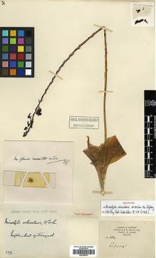 Type specimen at Edinburgh (E). Howell, E.: 334. Barcode: E00383573.