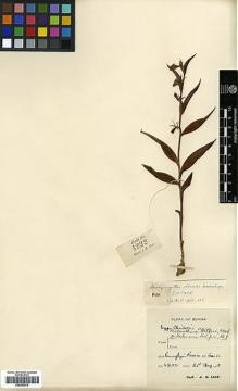 Type specimen at Edinburgh (E). Lace, John: 4222. Barcode: E00383575.
