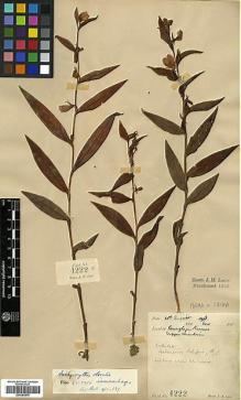 Type specimen at Edinburgh (E). Lace, John: 4222. Barcode: E00383576.