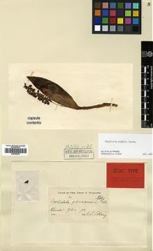 Type specimen at Edinburgh (E). Tschang, R.: . Barcode: E00383581.