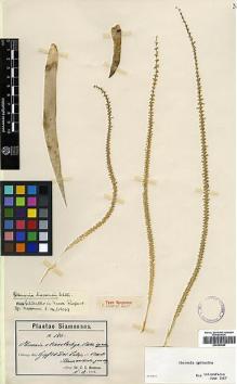 Type specimen at Edinburgh (E). Hosseus, Carl: 186. Barcode: E00383590.