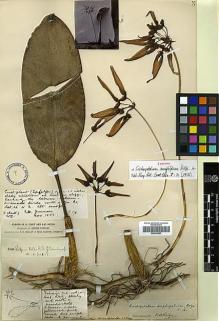 Type specimen at Edinburgh (E). Forrest, George: 970. Barcode: E00383593.