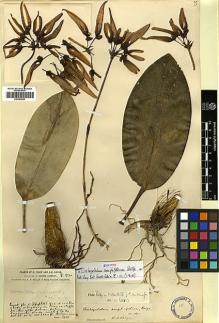 Type specimen at Edinburgh (E). Forrest, George: 970. Barcode: E00383594.