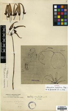 Type specimen at Edinburgh (E). Forrest, George: 1117. Barcode: E00383596.