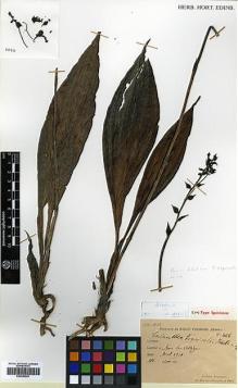Type specimen at Edinburgh (E). Esquirol, Joseph: 2066. Barcode: E00383601.