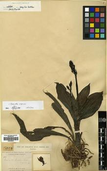 Type specimen at Edinburgh (E). Pratt, Antwerp: 683. Barcode: E00383603.