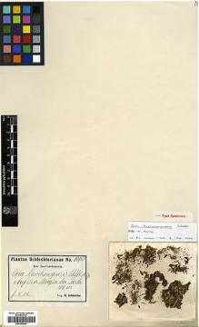 Type specimen at Edinburgh (E). Schlechter, Friedrich: 14936. Barcode: E00383604.