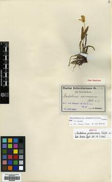 Type specimen at Edinburgh (E). Schlechter, Friedrich: 15590. Barcode: E00383605.