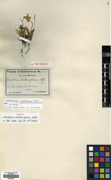 Type specimen at Edinburgh (E). Schlechter, Friedrich: 155593. Barcode: E00383609.