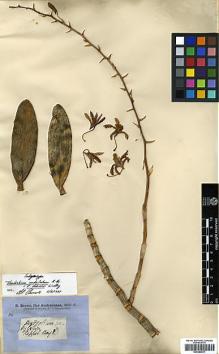 Type specimen at Edinburgh (E). Brown, Robert: . Barcode: E00383611.