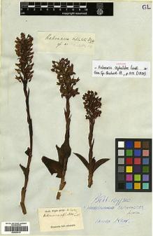 Type specimen at Edinburgh (E). Wight, Robert: 2085. Barcode: E00383619.