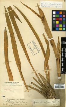 Type specimen at Edinburgh (E). Forrest, George: 335. Barcode: E00383631.