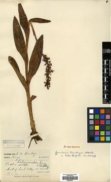 Type specimen at Edinburgh (E). : 23341. Barcode: E00383637.