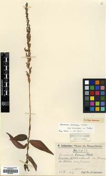 Type specimen at Edinburgh (E). Schlechter, Friedrich: 16574. Barcode: E00383641.