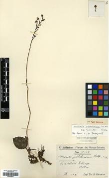 Type specimen at Edinburgh (E). Schlechter, Friedrich: 18254. Barcode: E00383645.