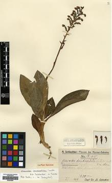 Type specimen at Edinburgh (E). Schlechter, Friedrich: 19165. Barcode: E00383646.