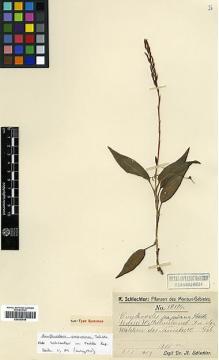 Type specimen at Edinburgh (E). Schlechter, Friedrich: 19174. Barcode: E00383648.