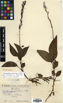 Type specimen at Edinburgh (E). Schlechter, Friedrich: 18020. Barcode: E00383649.