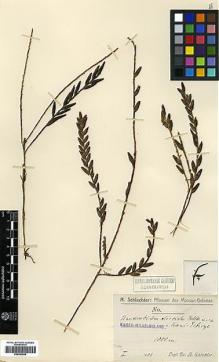 Type specimen at Edinburgh (E). Schlechter, Friedrich: 17118. Barcode: E00383659.