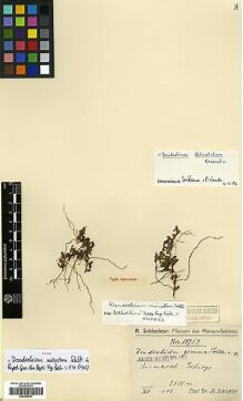 Type specimen at Edinburgh (E). Schlechter, Friedrich: 18754. Barcode: E00383661.