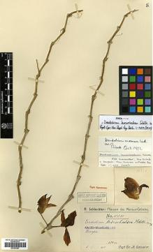 Type specimen at Edinburgh (E). Schlechter, Friedrich: 18331. Barcode: E00383667.