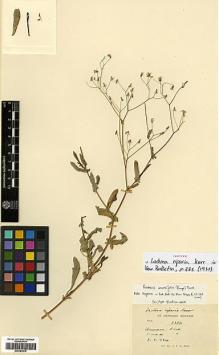 Type specimen at Edinburgh (E). Kerr, Arthur: 8386. Barcode: E00383676.