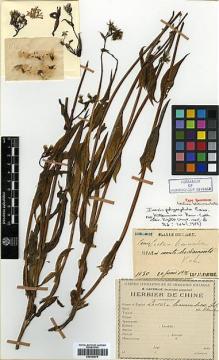 Type specimen at Edinburgh (E). Faurie, Urbain: 1130. Barcode: E00383678.