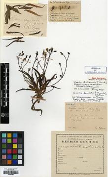 Type specimen at Edinburgh (E). Bodinier, Emile: . Barcode: E00383681.