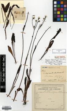 Type specimen at Edinburgh (E). Faurie, Urbain: 1139. Barcode: E00383685.