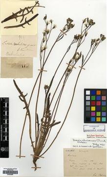 Type specimen at Edinburgh (E). Bodinier, Emile: . Barcode: E00383686.