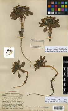 Type specimen at Edinburgh (E). Forrest, George: 2776. Barcode: E00383695.
