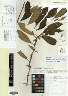Type specimen at Edinburgh (E). Ridsdale, Colin: PBU 590. Barcode: E00383701.